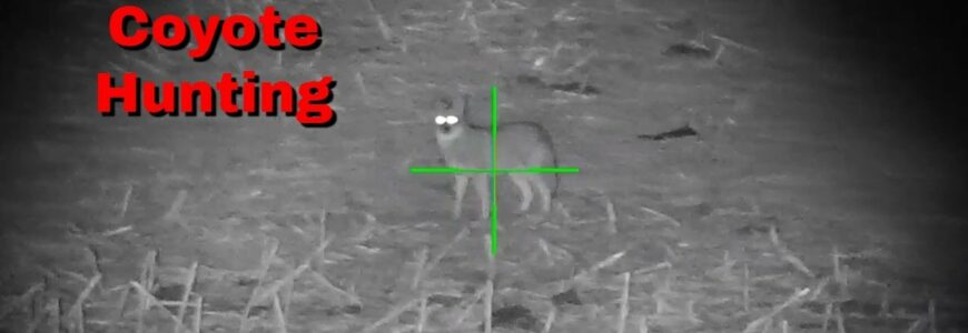Coyote Hunting with night vision